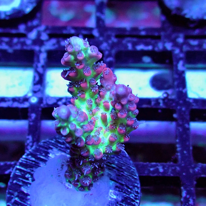 Strawberry Shortcake Acro Frag