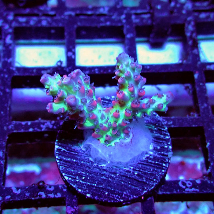 Strawberry Shortcake Acro Frag