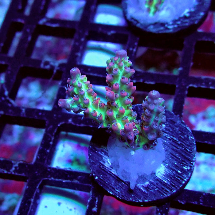 Strawberry Shortcake Acro Frag