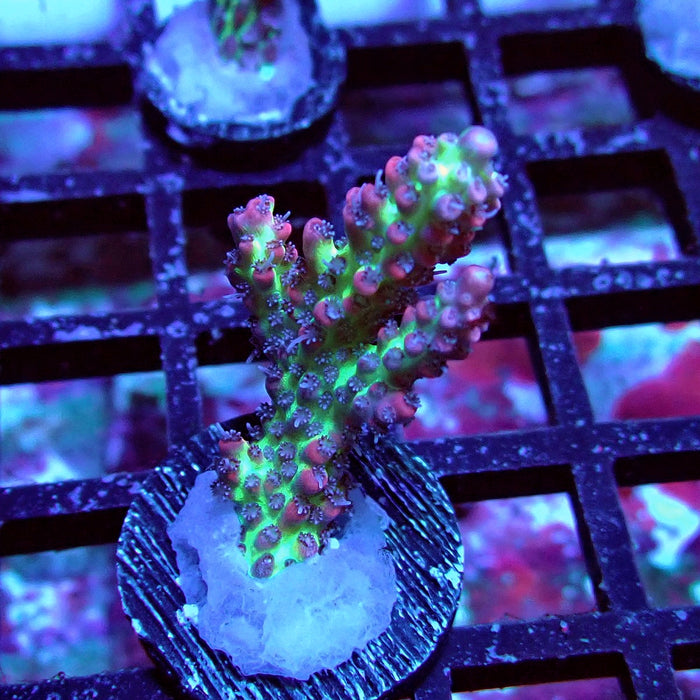 Strawberry Shortcake Acro Frag