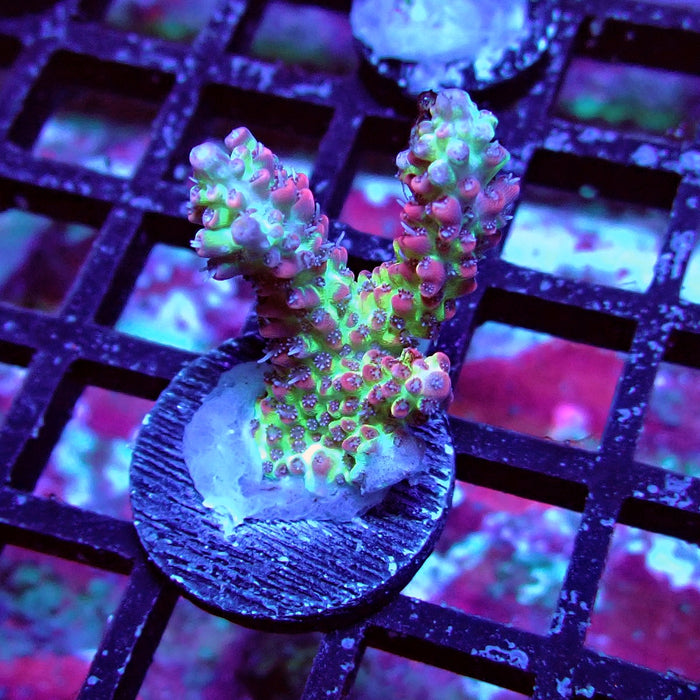 Strawberry Shortcake Acro Frag