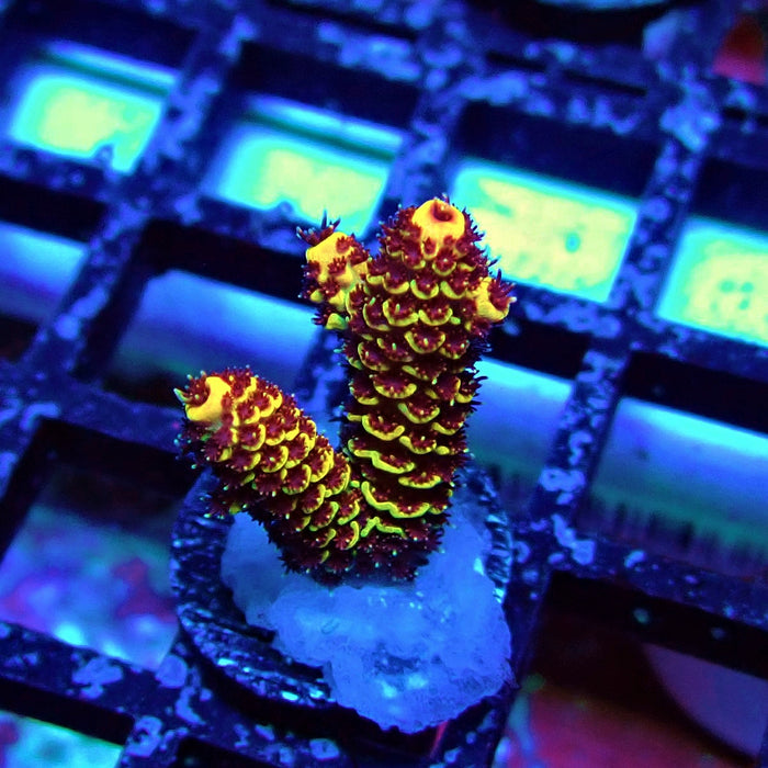 Orange Mille Acro Frag