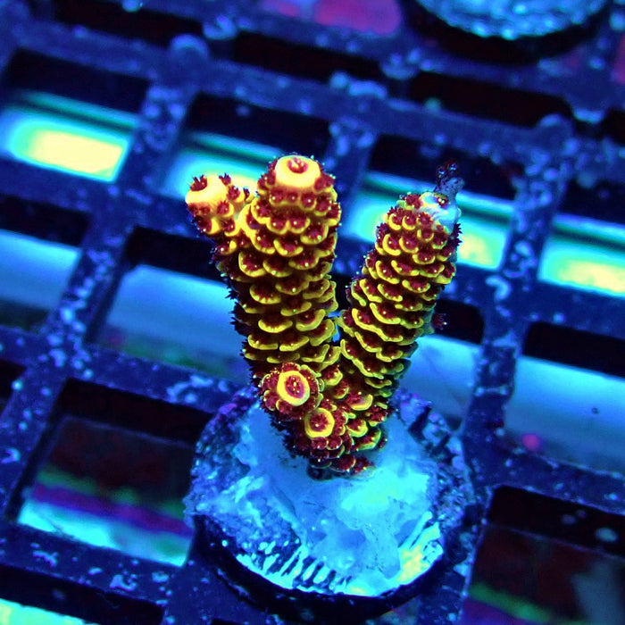 Orange Mille Acro Frag