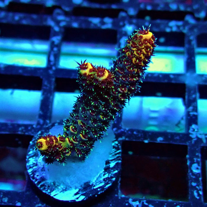 Orange Mille Acro Frag