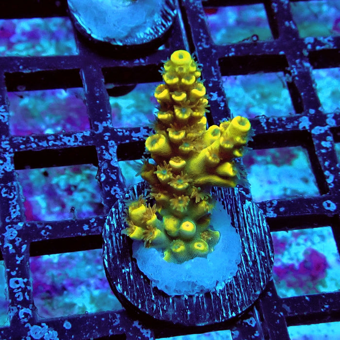 Tenuis Orange Acro Frag