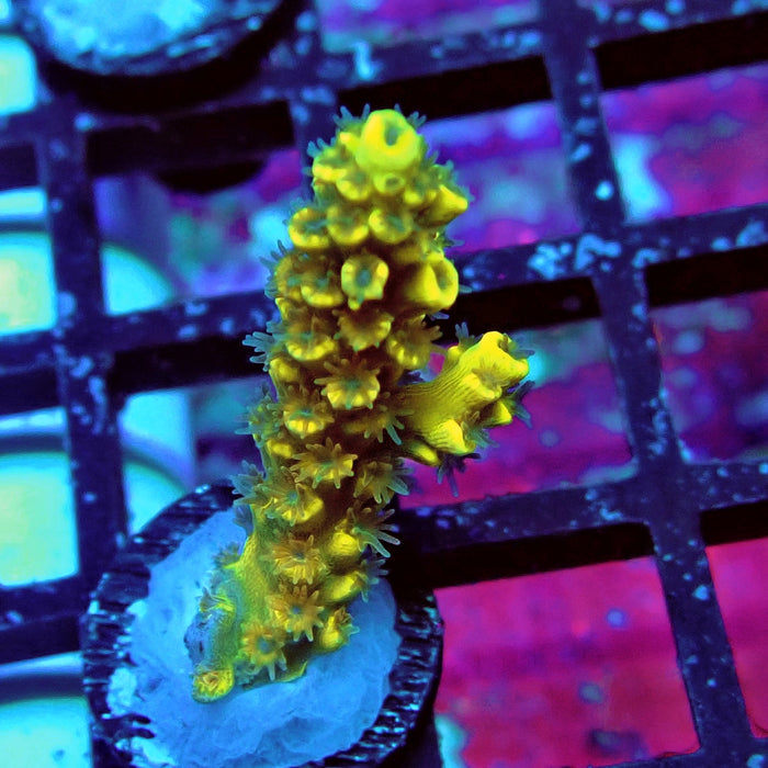 Tenuis Orange Acro Frag