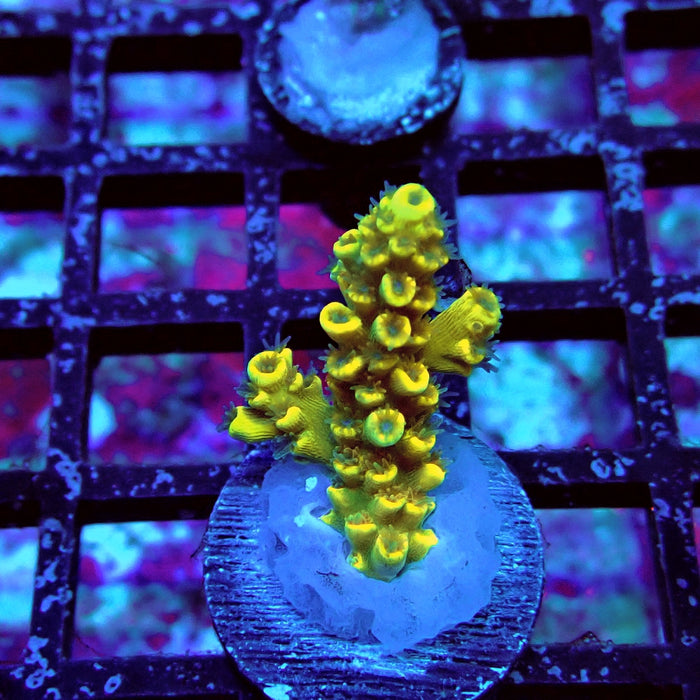 Tenuis Orange Acro Frag