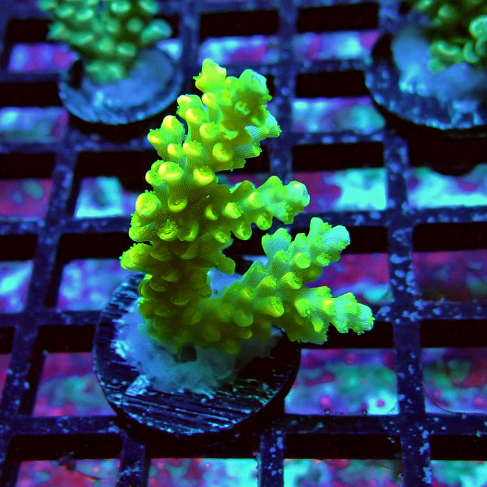 Tenuis Yellow Acro Frag