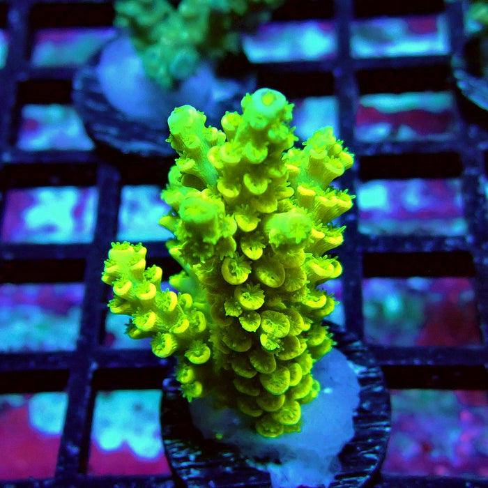 Tenuis Yellow Acro Frag