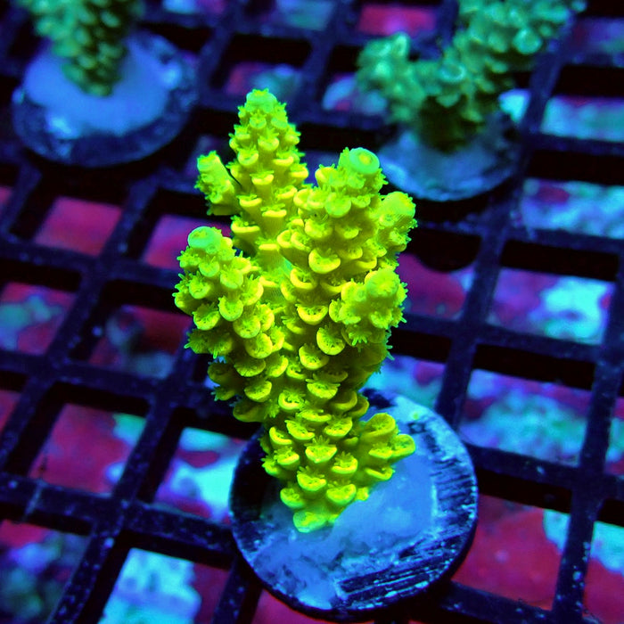 Tenuis Yellow Acro Frag
