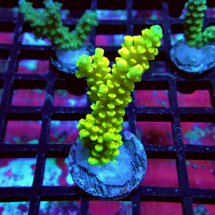 Tenuis Yellow Acro Frag