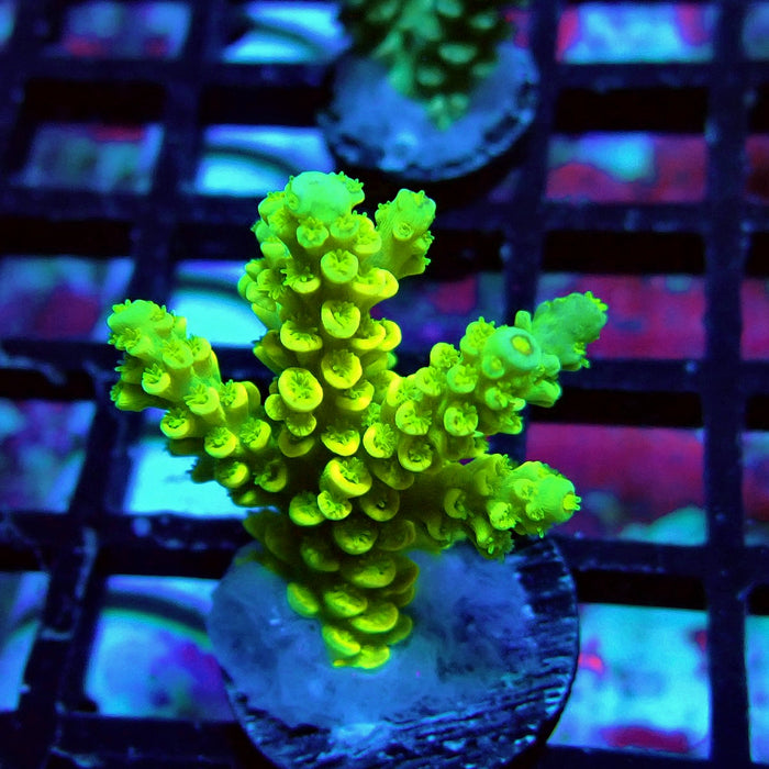 Tenuis Yellow Acro Frag