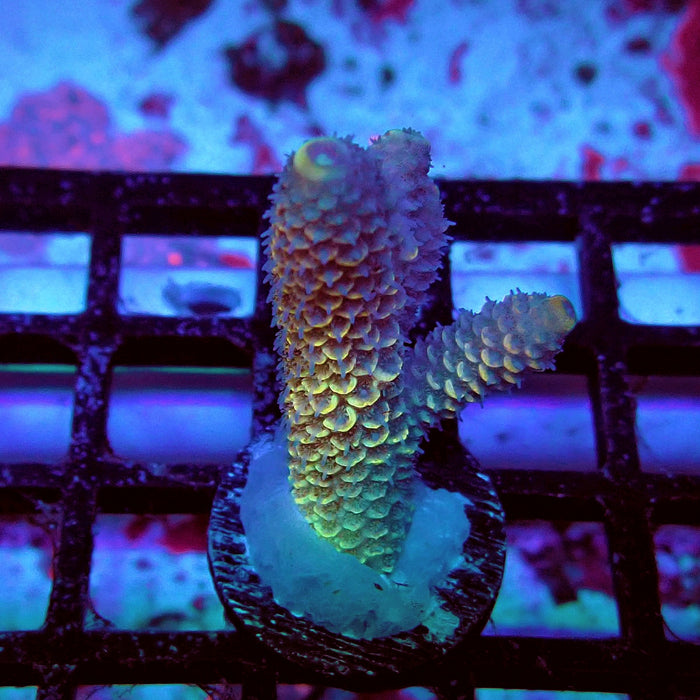 Spathulata Orange Rainbow Acro Frag