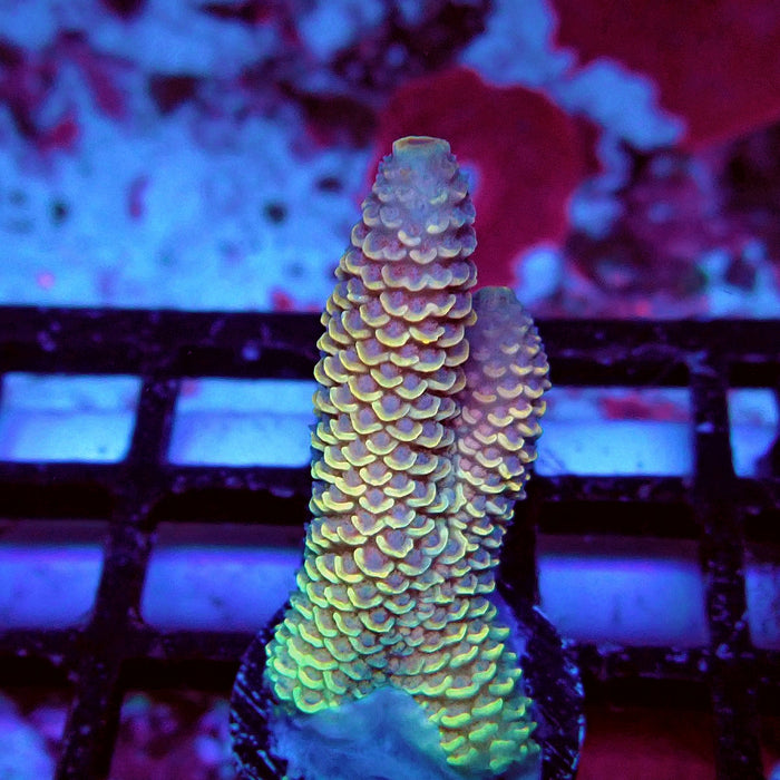 Spathulata Orange Rainbow Acro Frag