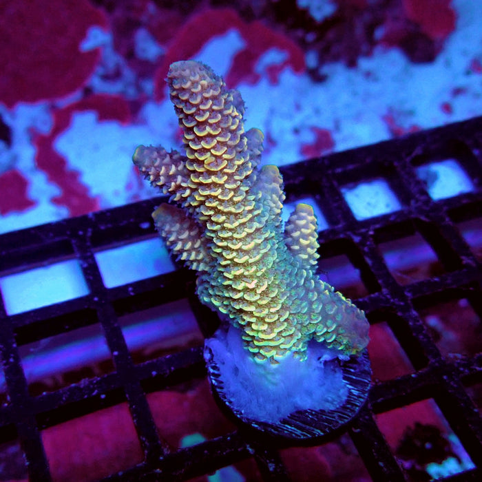 Spathulata Orange Rainbow Acro Frag