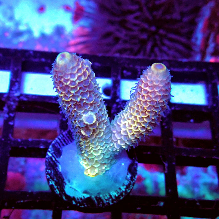 Spathulata Orange Rainbow Acro Frag