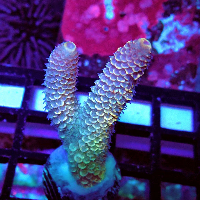 Spathulata Orange Rainbow Acro Frag