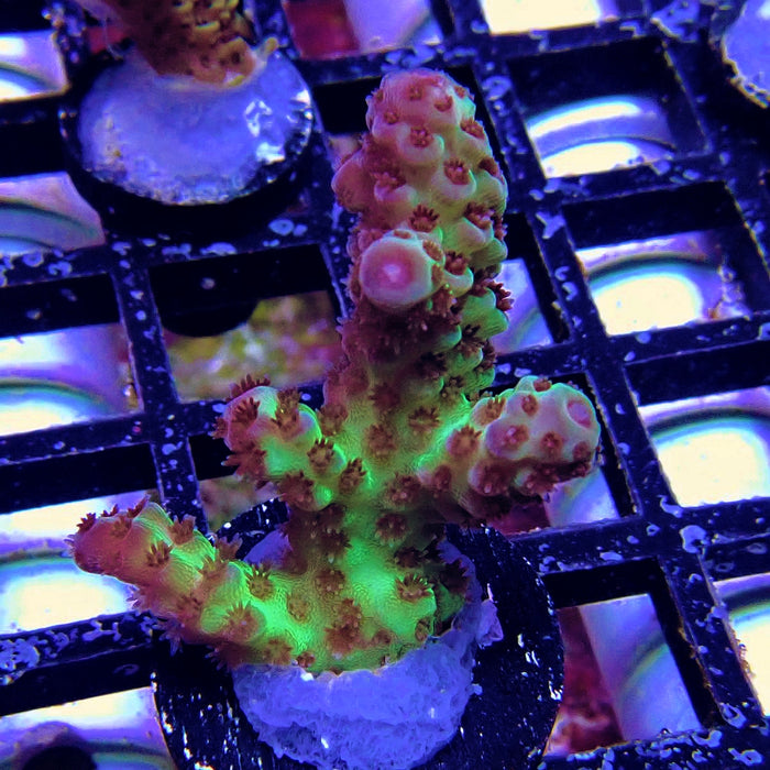 Green Pink Acro Frag