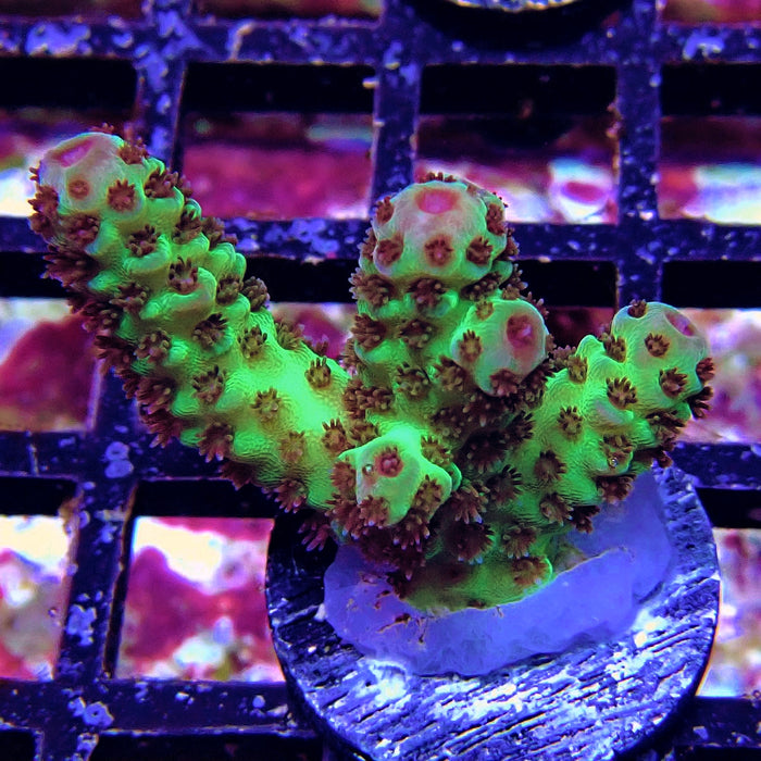 Green Pink Acro Frag