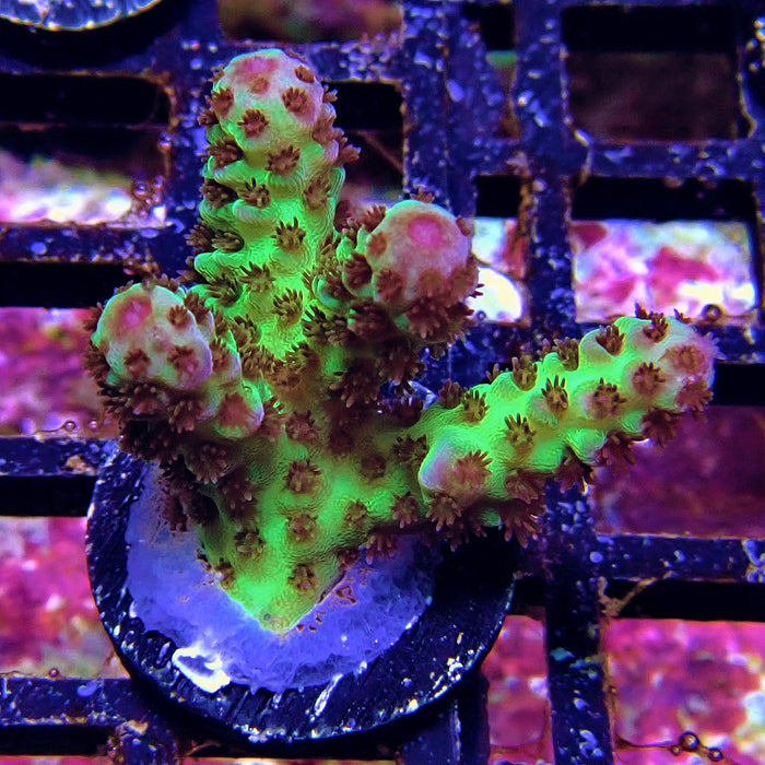 Green Pink Acro Frag