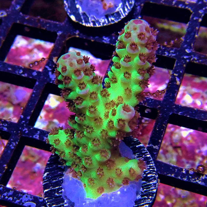 Green Pink Acro Frag