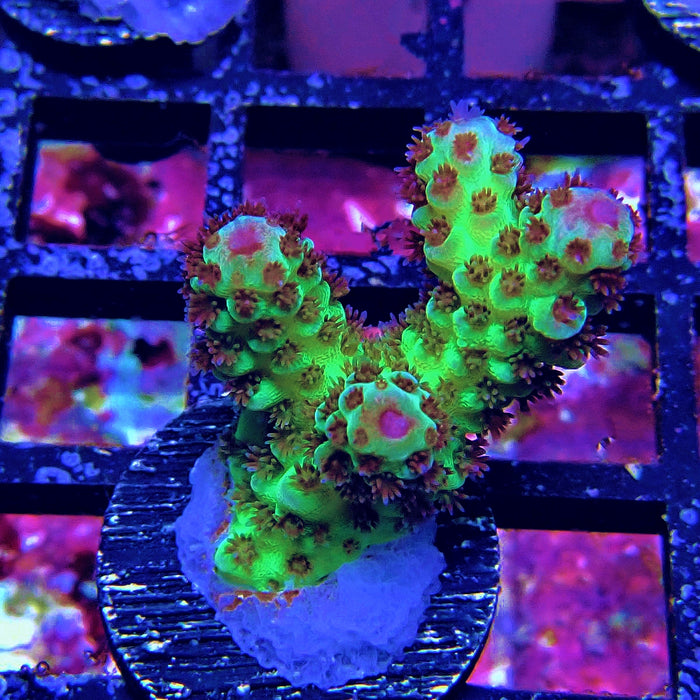 Green Pink Acro Frag