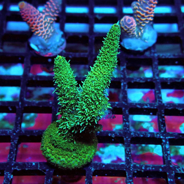 Green Blue Tips Mille Acro