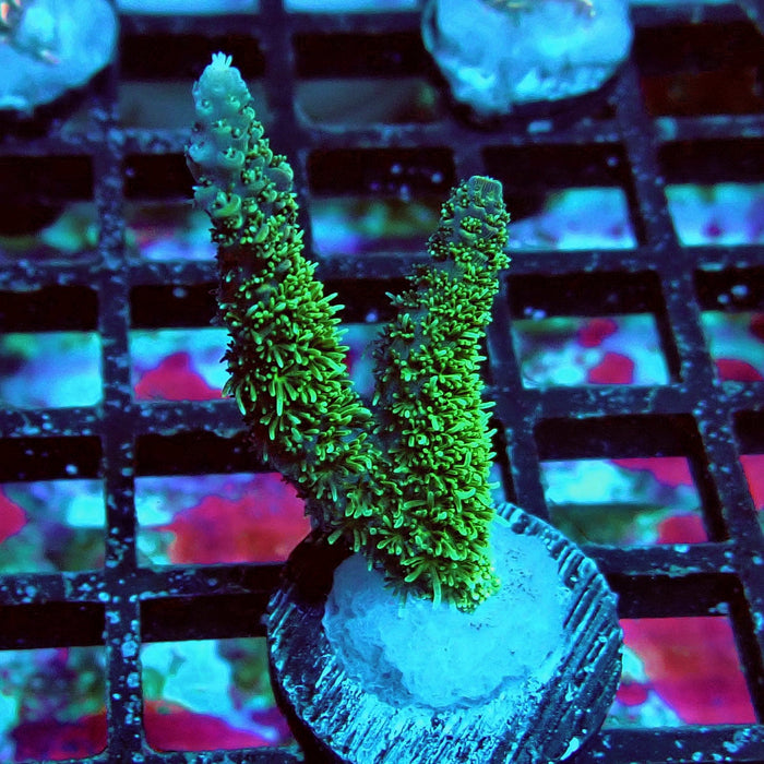 Green Blue Tips Mille Acro
