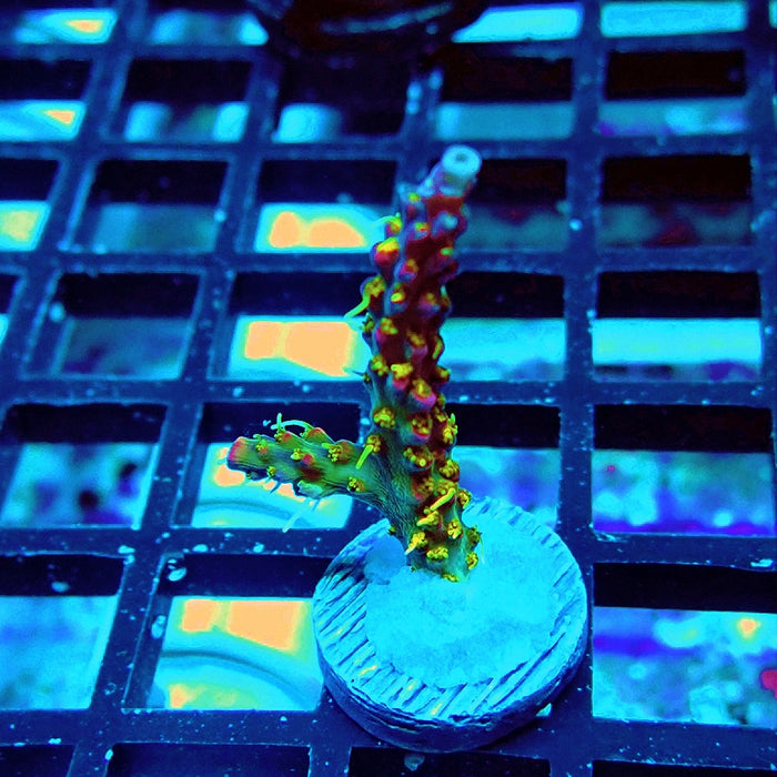 REx Rainbow Worms Acro