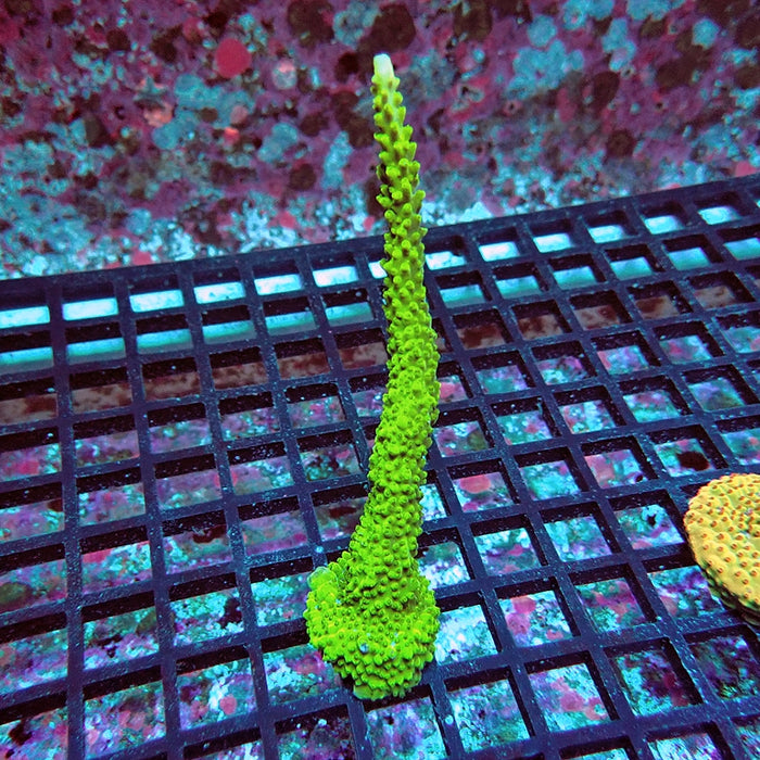 Acro Frag Aquaculture