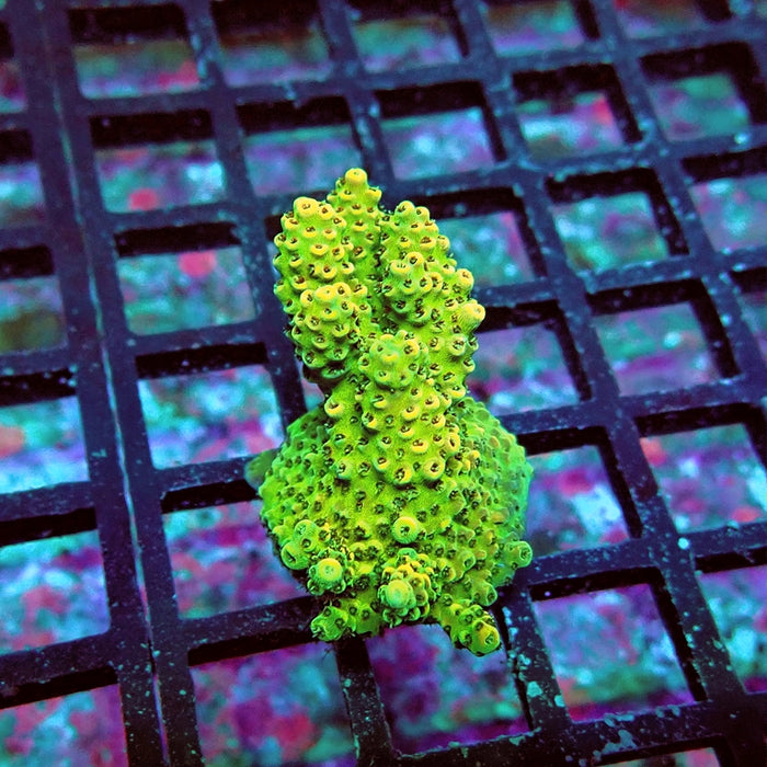 Acro Frag Aquaculture