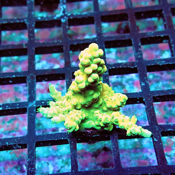 Acro Frag Aquaculture