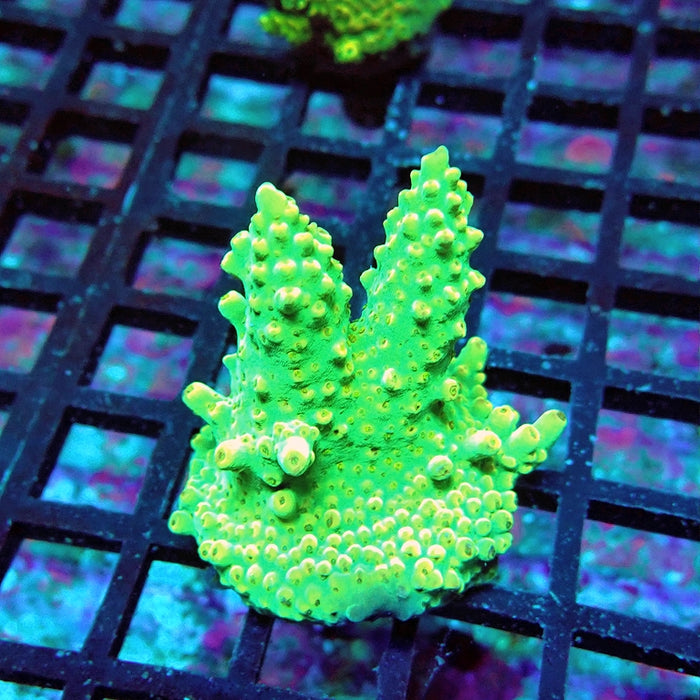 Acro Frag Aquaculture