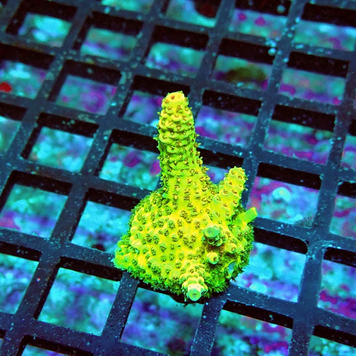 Acro Frag Aquaculture