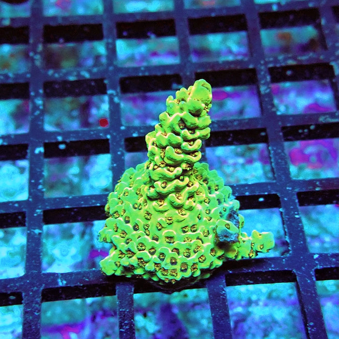 Acro Frag Aquaculture