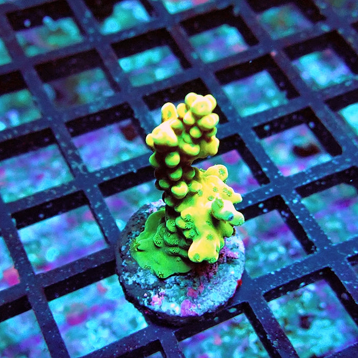 Acro Frag Aquaculture