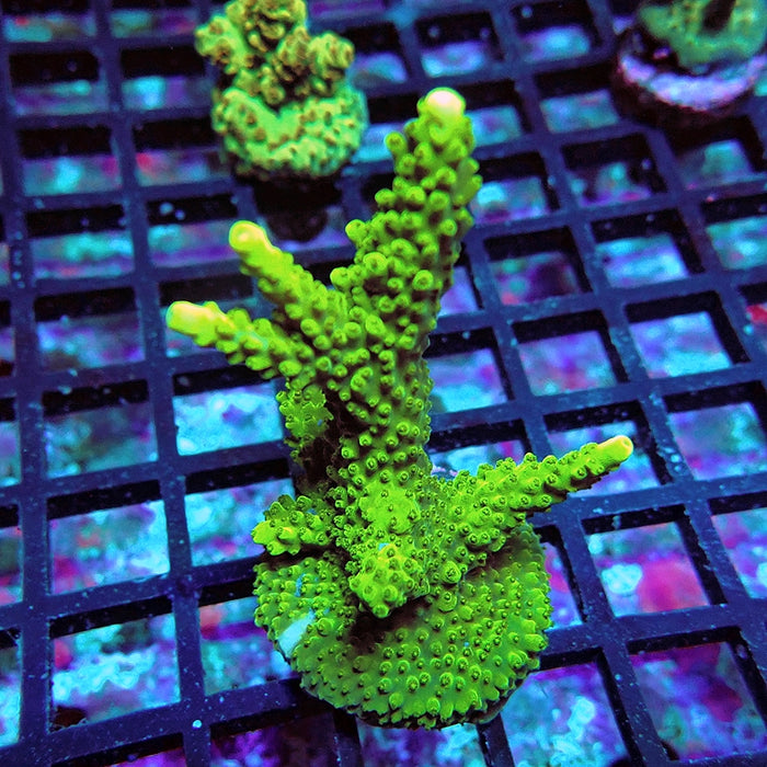 Acro Frag Aquaculture