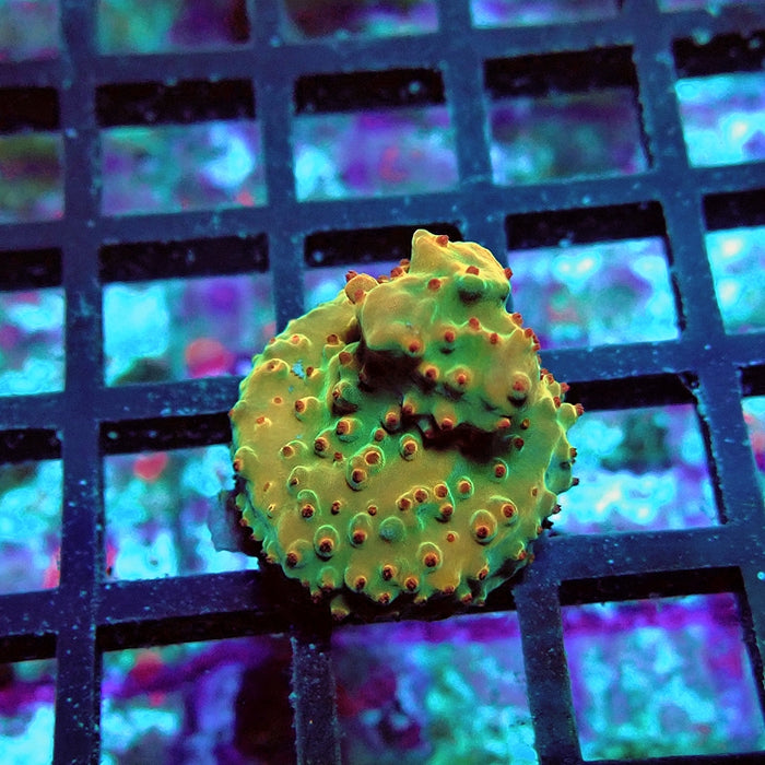 Acro Frag Aquaculture