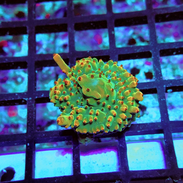 Acro Frag Aquaculture