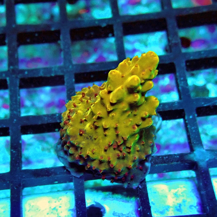 Acro Frag Aquaculture