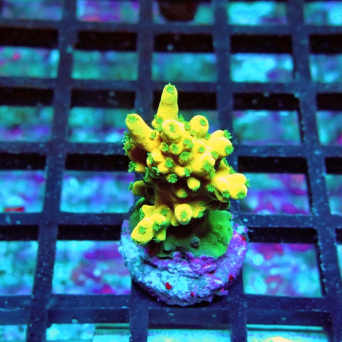 Acro Frag Aquaculture