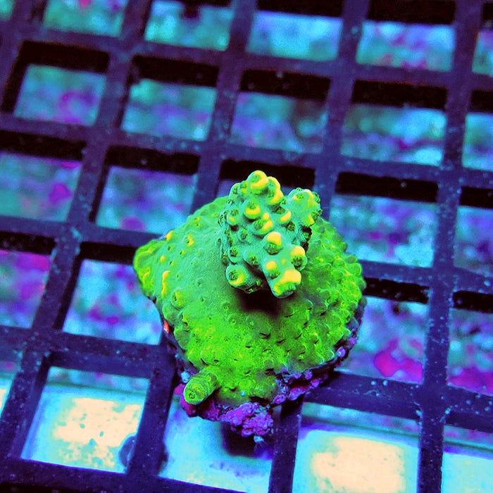 Acro Frag Aquaculture