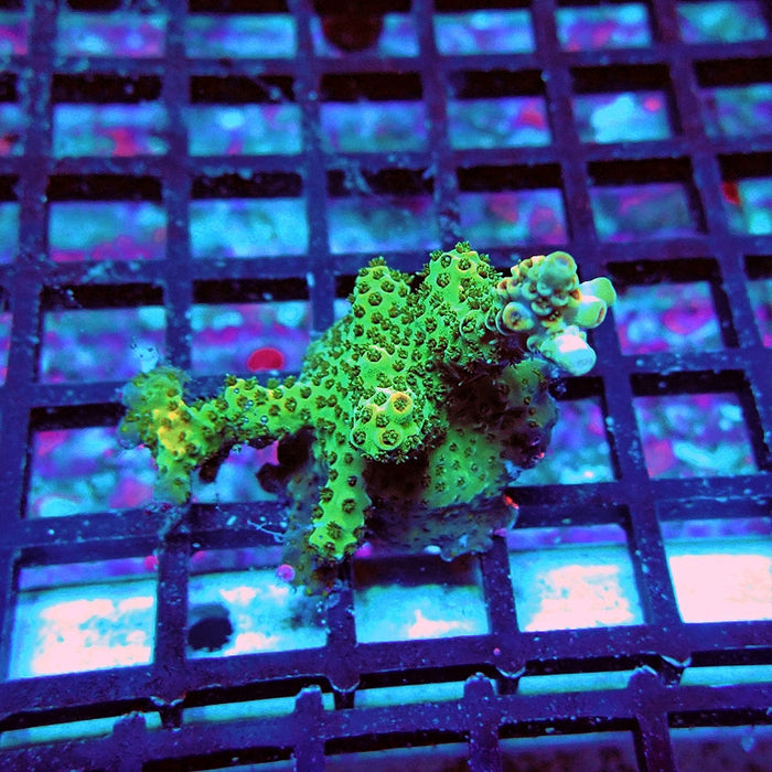 Acro Frag Aquaculture