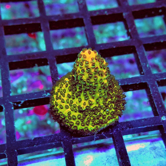 Acro Frag Aquaculture