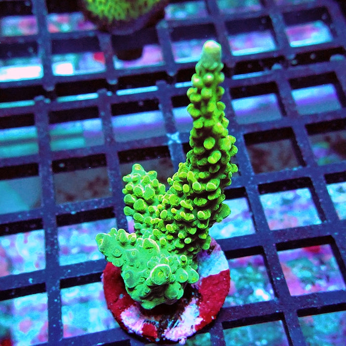 Acro Frag Aquaculture