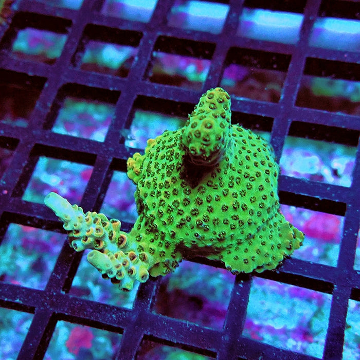 Acro Frag Aquaculture
