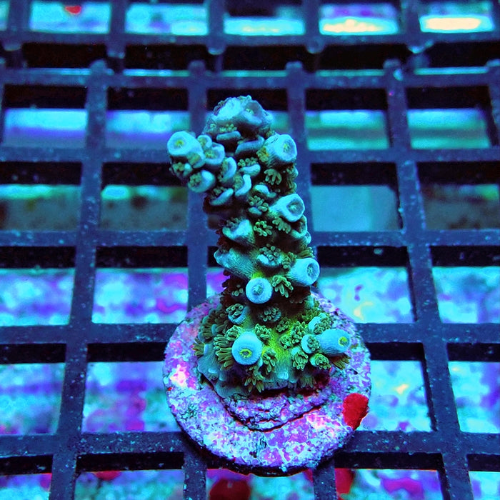 Acro Frag Aquaculture