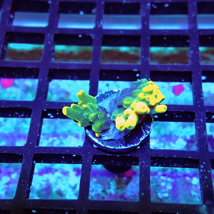 REx Super Yellow Pikachu Acro