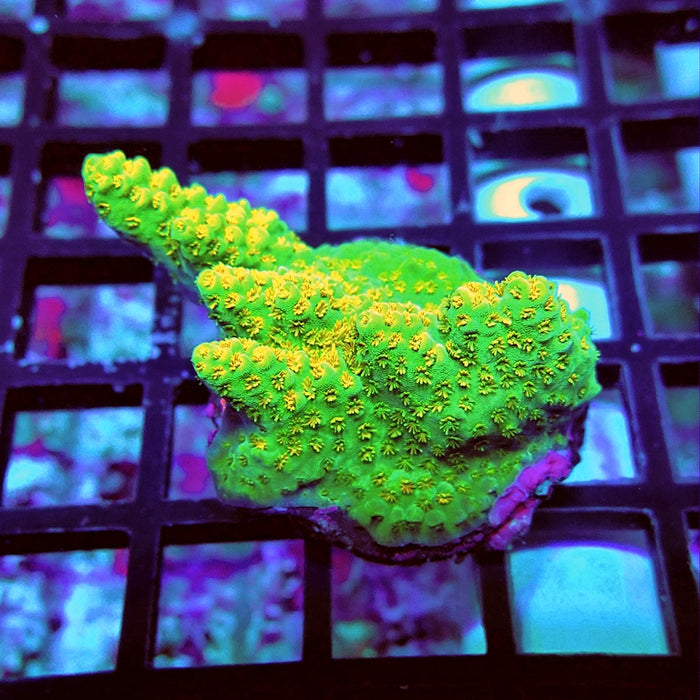 Acro Frag Aquaculture