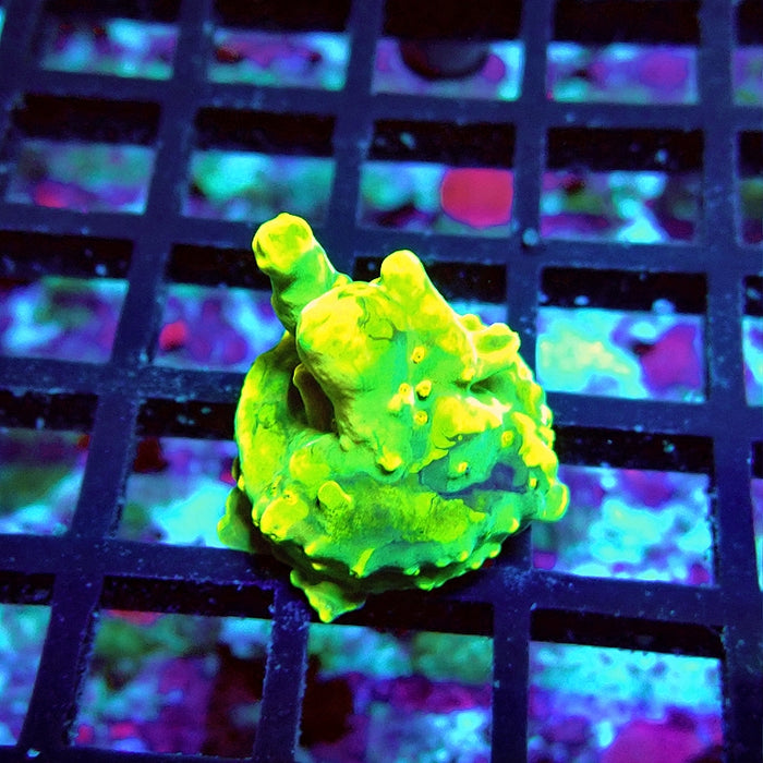 REx Green Yellow Multiacuta